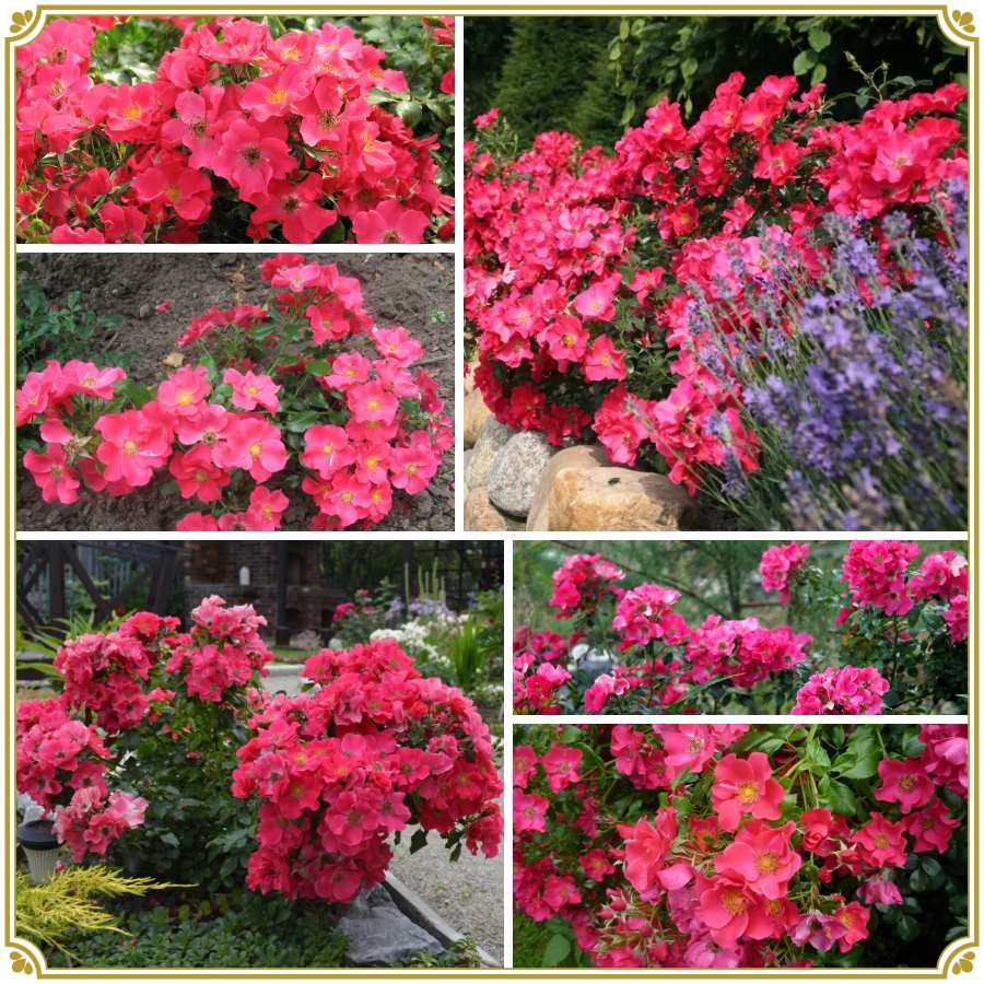 Stad Rom róża okrywowa